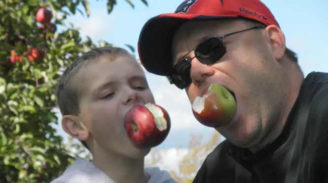 A father and son hold large apples in their mouths, without hands.
