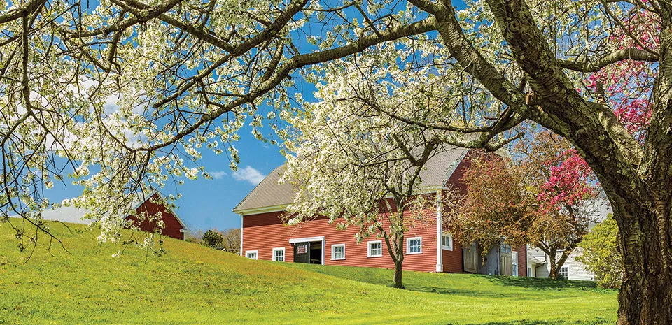 A scenic New England landscape of a barn with flowering trees represents springtime.