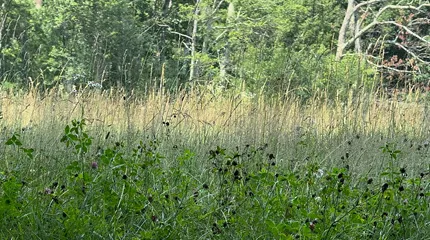Ticks are more likely to bite if you walk through places that have higher grass and brush areas