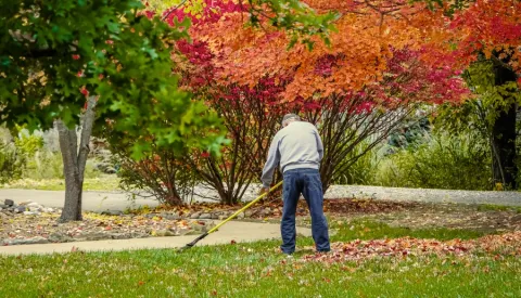 man trying to burn extra calories by raking his yard with a lovely red tree in the background