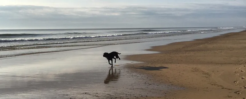 chocolate lab dog running down the beach